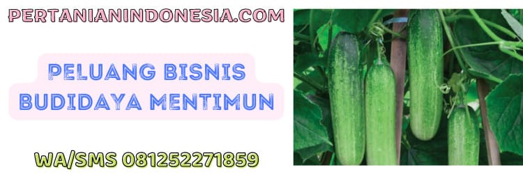 peluang,bisnis,agrobisnis,agribisnis,budidaya timun